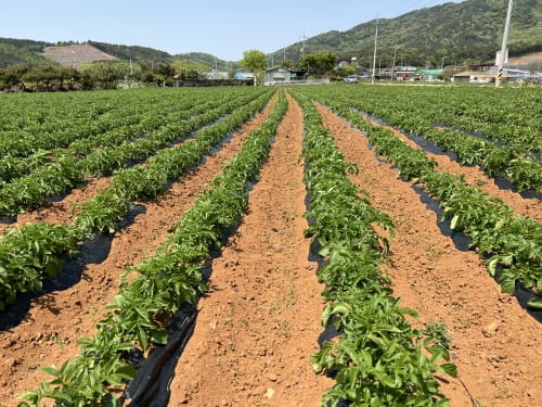 농업인들 첫 공급 충남형 씨감자 ‘만족’