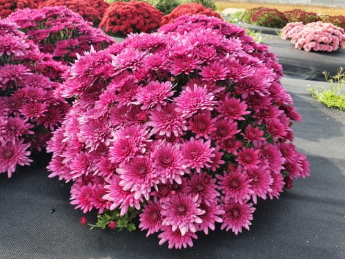 국화 신품종 7개 품종보호권 획득