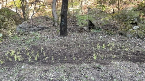 멸종위기 식물 5종 복원 박차