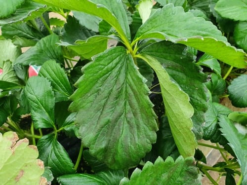 프리미엄 딸기 ‘비타베리’ 양분관리 필수