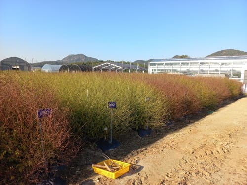 우슬·지모 품종 개발 추진… 약재 국산화 나선다