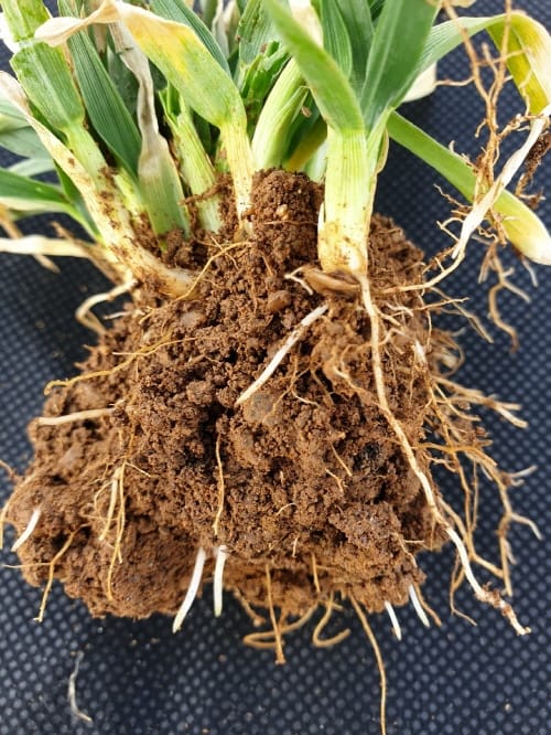 한 해 농사 성패 달린 ‘생육재생기’ 관리 강조