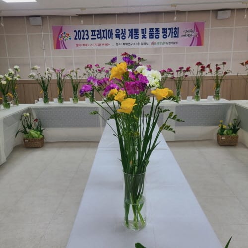 봄 향기 머금은 프리지아 신품종 소개