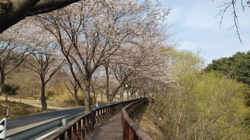 “덕산도립공원 벚꽃길로 나들이 오세요”