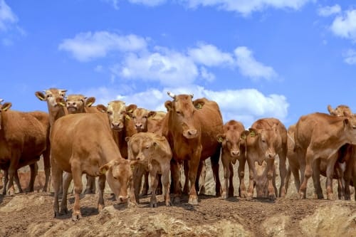 세종 우량한우, 브랜드 활성화 방안 찾는다
