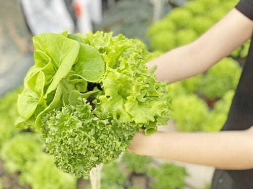 부여군 청년맞춤 임대형 스마트팜 공모 선정 ‘쾌거’