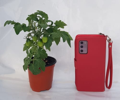 ‘보고파’ 반려토마토 활용 가능성 커