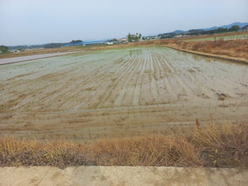 벼 우량종자 보급 위한 모내기 시작