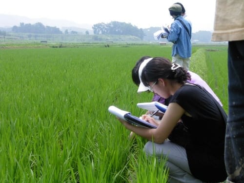 논에 타 작물 심으면 공공비축미 추가배정