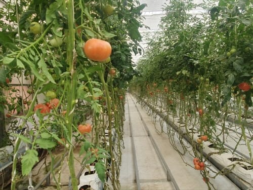 부여, 우즈베키스탄에 ‘K영농 기지’ 구축