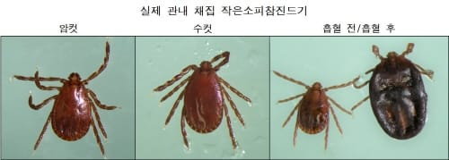 여름철 야외활동 시 진드기 조심하세요!