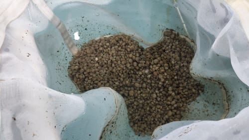 고소득 수산자원 새조개 40만패 방류