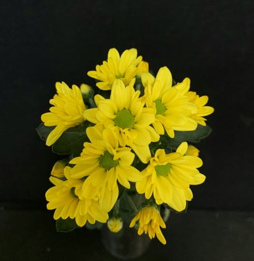 국내산 국화 신품종 일본 수출 적합성 평가