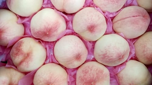 올해 조치원복숭아축제 경제적 효과 13억 육박