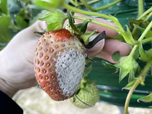 겨울철 딸기 재배 ‘잿빛곰팡이병’ 주의