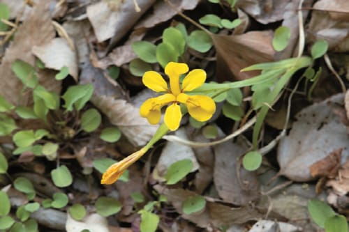 내년 고복자연공원 내 자연생태관찰장 들어선다