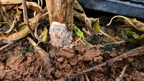 ‘고추 흰비단병’ 친환경 방제법 개발