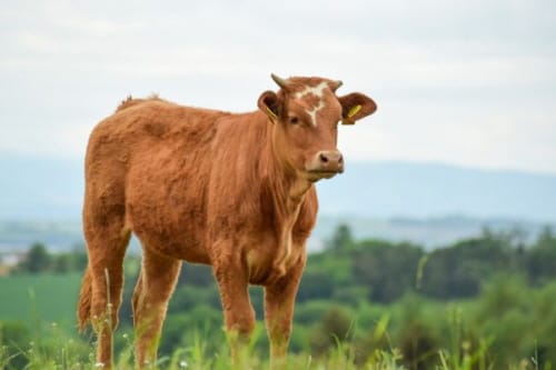 세종시 축산농가 경쟁력 강화, 62억 규모 지원