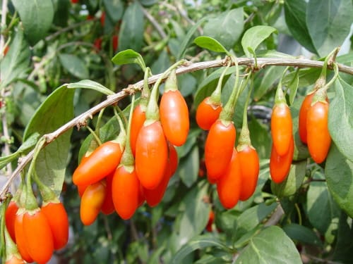 병해충에 강한 구기자 심어보세요!