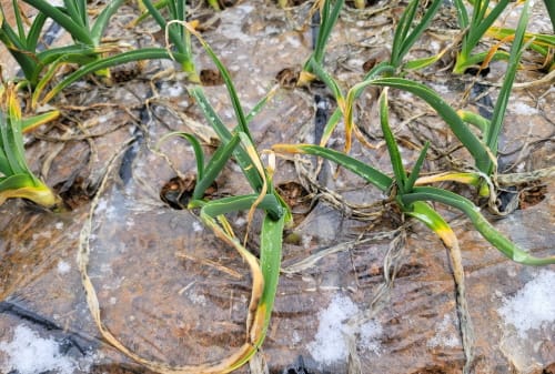 ‘따뜻했던 월동기… 마늘 관리 시기 앞당겨져’