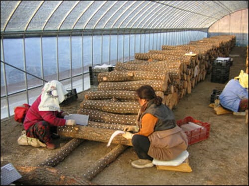 표고 원목재배 종균 접종 서둘러야