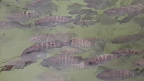 미래 양식산업 충남이 이끈다