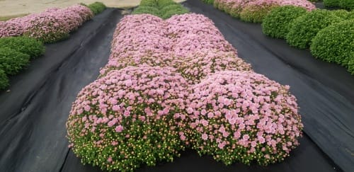 자체 육성 국화 나라장터 판매 추진