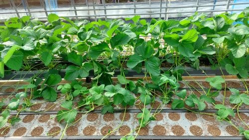 딸기 농사 성패 ‘모주 관리’에 달렸다