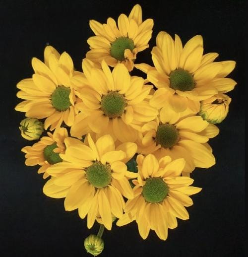 충청남도 육성 국화, 국제꽃박람회서 인정받아