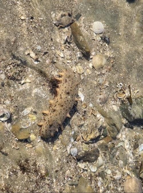 충청남도 바다의 산삼 ‘해삼’ 생산량 100% 늘린다