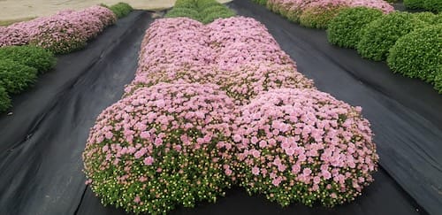 나만의 국화 정원 만들어 보세요!