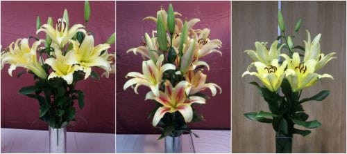 백합 신품종 3총사 일본 진출 ‘시동’