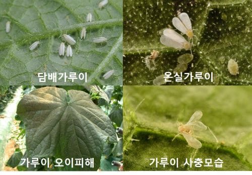 농가 골칫거리 ‘가루이’… 방제길 열렸다