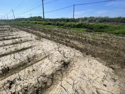 충청남도, 배수 관리가 논콩 안정 생산 ‘첫걸음’