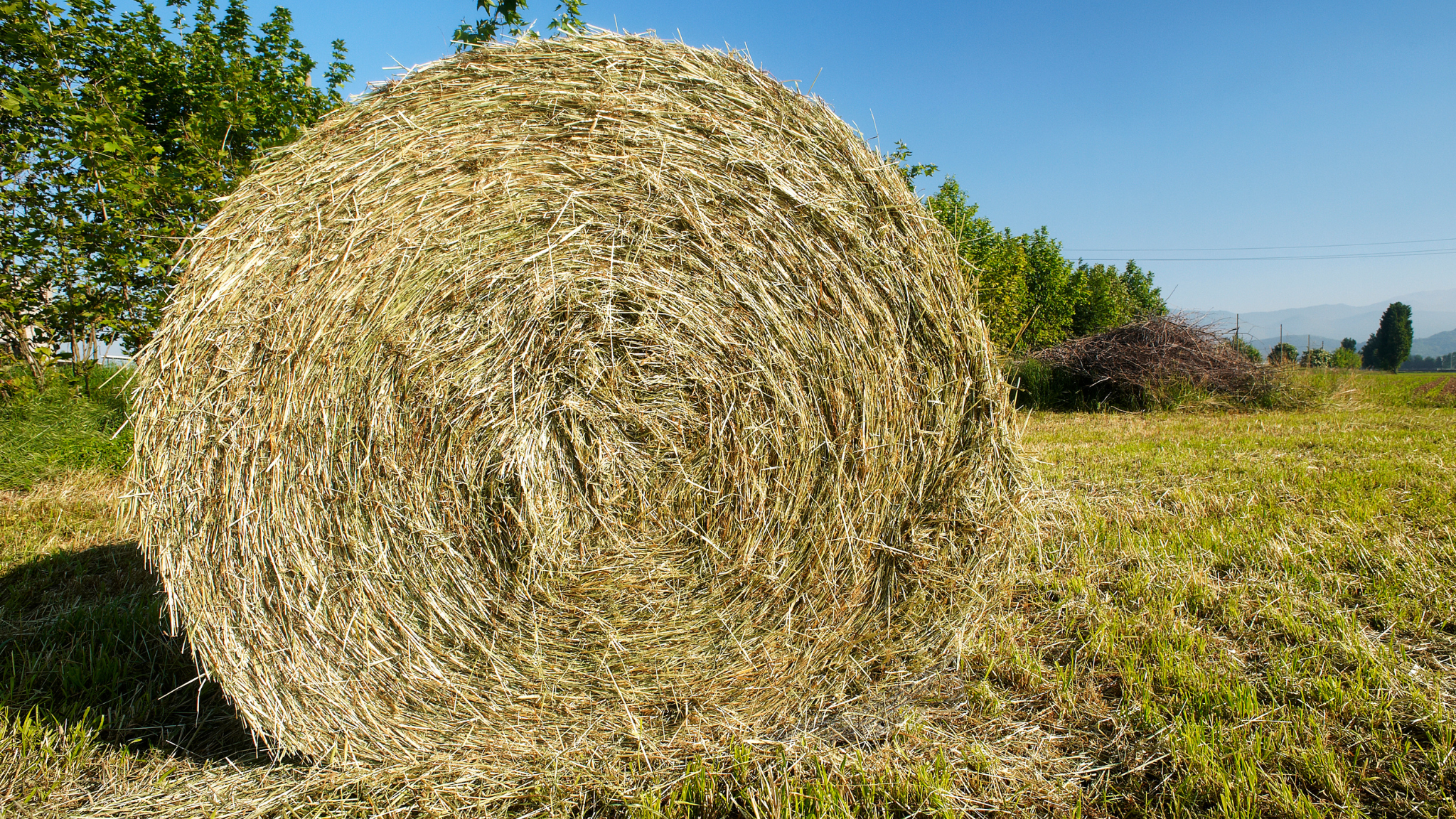 전략작물 하계조사료 50㏊ 추가 재배 나선다
