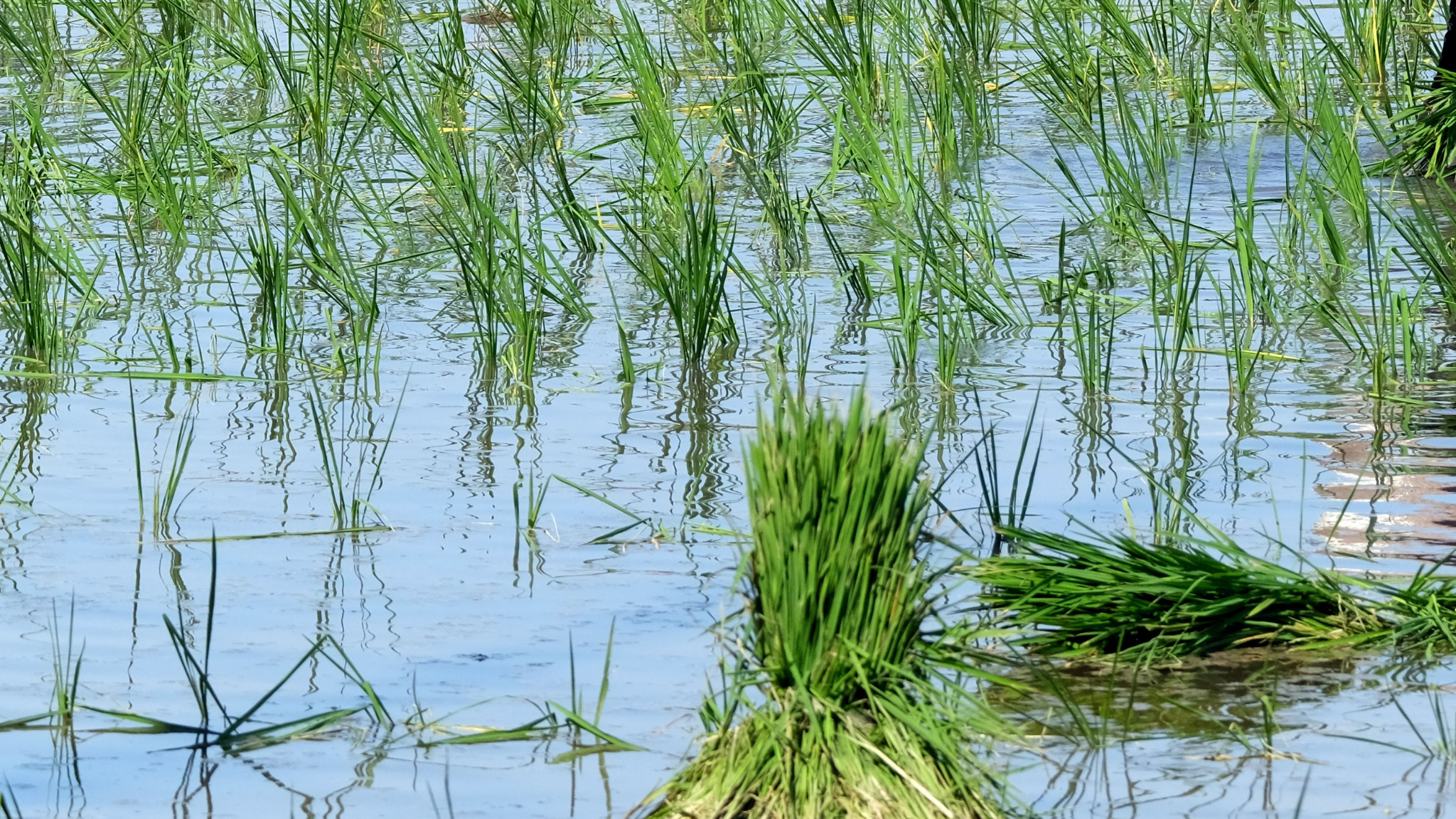 세종시농업기술센터, 벼 종자코팅 연시회 개최