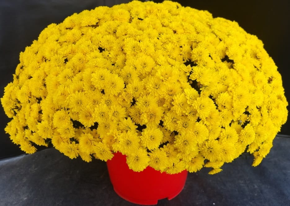 국화 신품종 ‘옐로스타’로 가을 정원 꾸며요