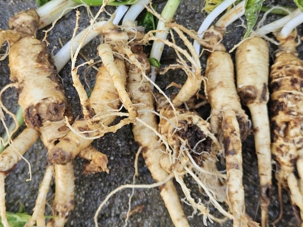 인삼 뿌리썩음병, 토양소독이 최선의 예방책