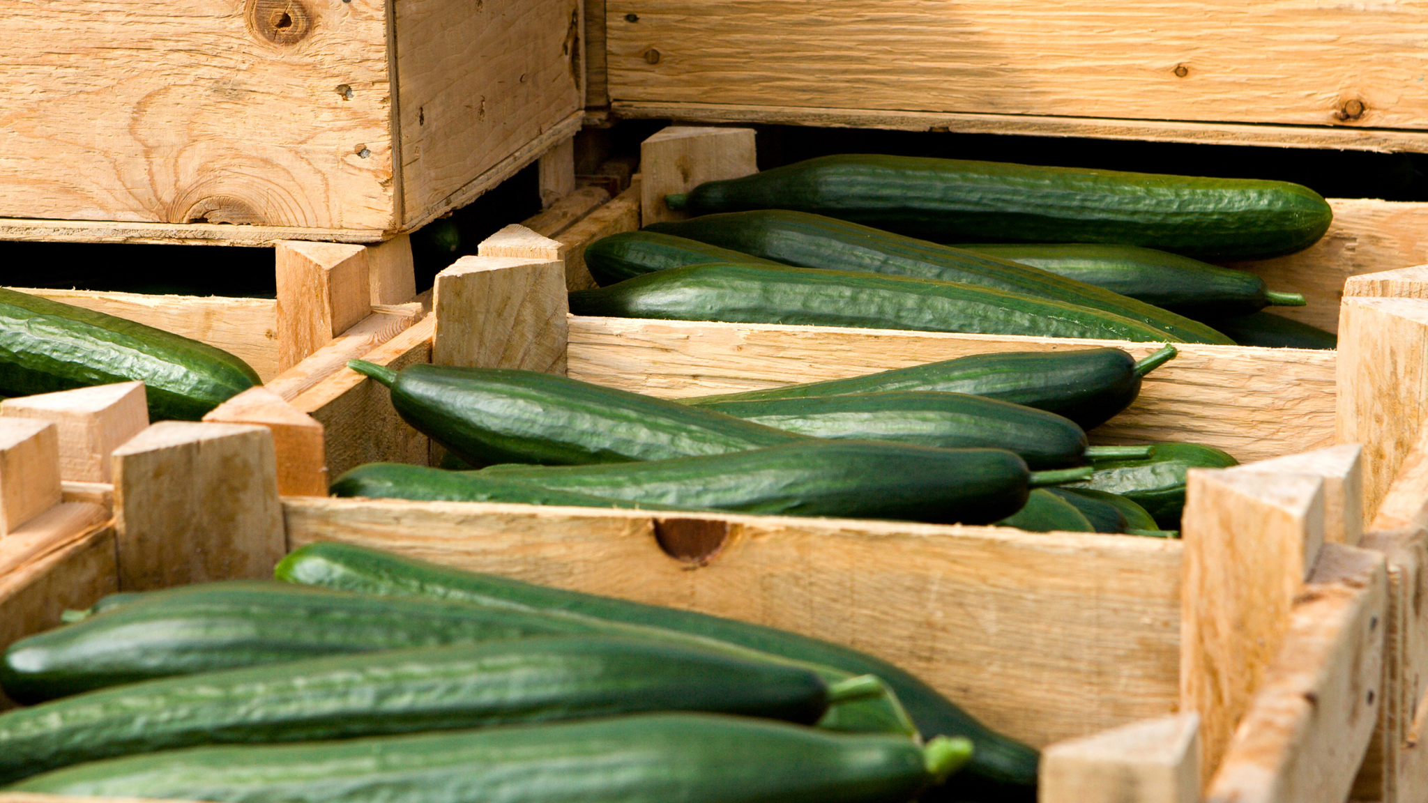 스마트팜 오이 수경재배, 효율적 농업의 길을 열다