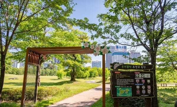 무궁화 만개한 8월, 대전의 ‘나라꽃 명소’로 떠나 보세요