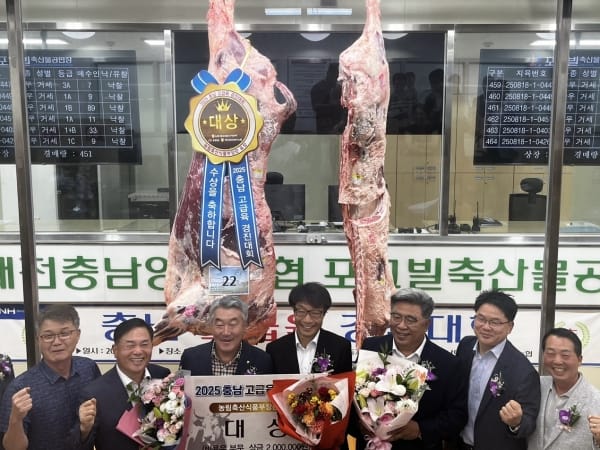 한우 한 마리 가격이 6224만원?