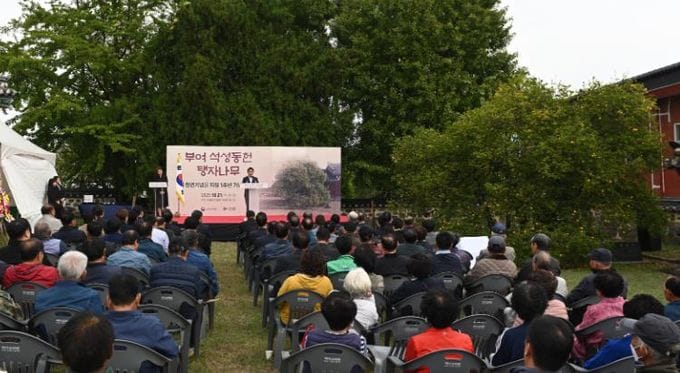 위리안치(圍籬安置), 부여 석성동헌 탱자나무
