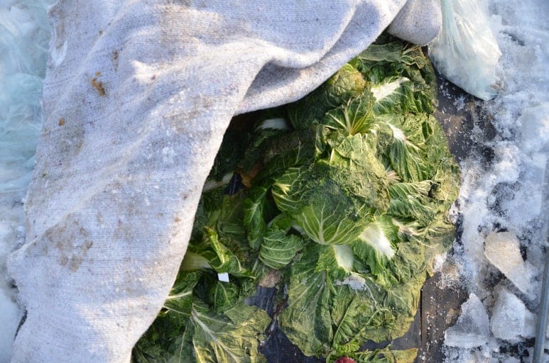 수확 중인 김장용 무·배추 한파 대비해야