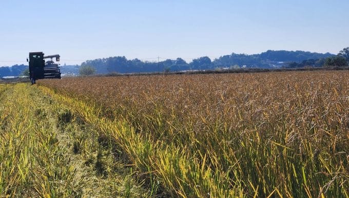한번 모내기로 두번 수확... 충남도 ‘움벼 재배’ 성공
