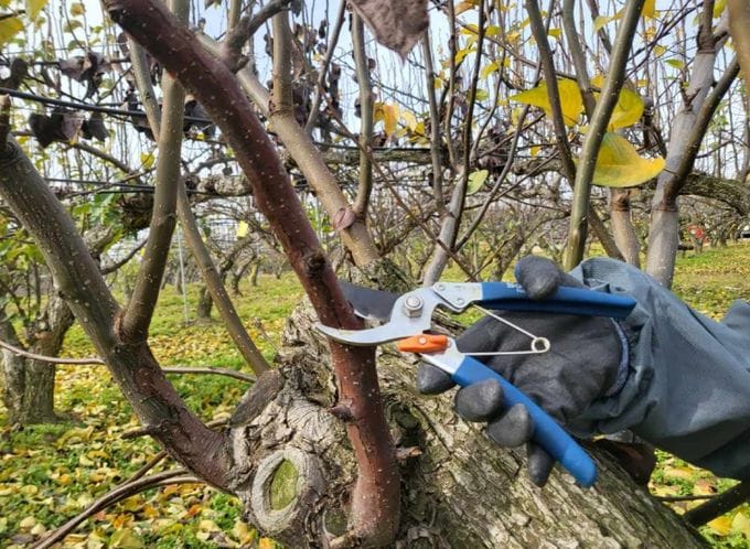 충남 과수화상병 75% 급감…동계 궤양 제거 ‘중요’