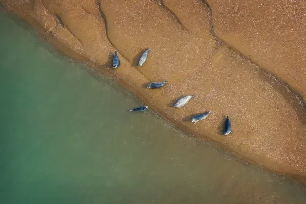 충남도 가로림만 ‘점박이물범 보호’ 230억 투입