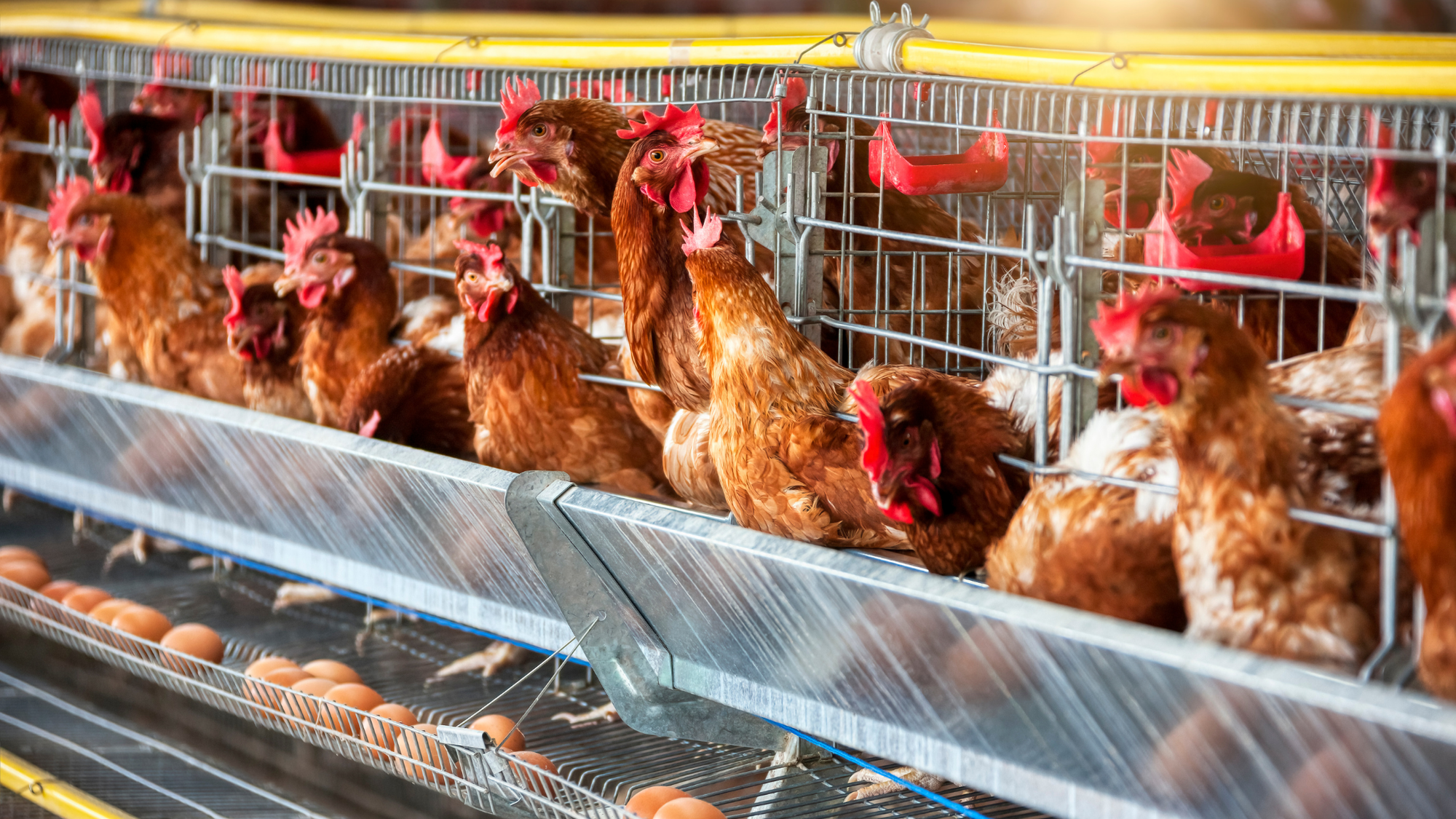 충남도 조류인플루엔자 ‘방역 총력전’ 돌입