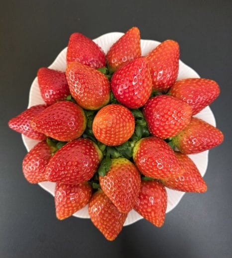 충남도 농업기술원, 설향보다 달고 단단한 신품종 딸기 개발