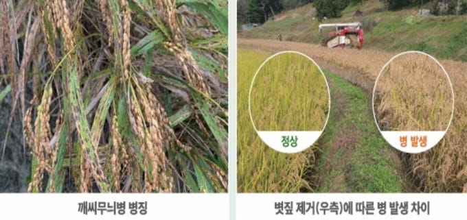 세종시농기센터, 규산질 비료 살포 및 볏짚 환원 등 당부