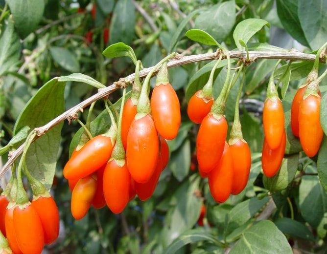 충남도 농업기술원 구기자 신품종 삽수 분양 시작